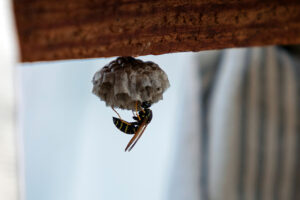 5 Warning Signs That Your Place Is Infested With Wasps