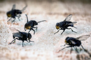 Flies At Work: How Can It Negatively Impact Your Business?