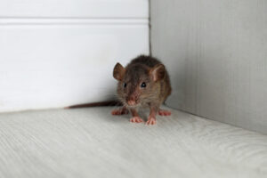 Protect Your Home: 5 Dangerous Diseases Rats May Bring In