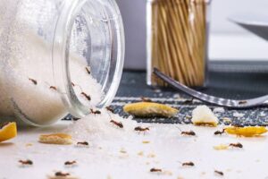 A Comprehensive Guide To Identifying Common Types Of Ants