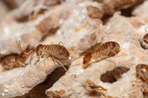 Defend Your Home: 2 Types Of Termite Detection Methods