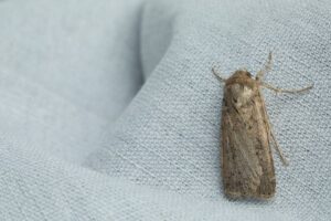Deceptively Harmless: How Moths Can Cause Damage At Home