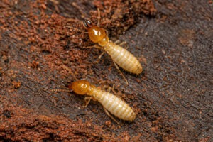 The Termite Prevention Checklist For A Termite-Free Home