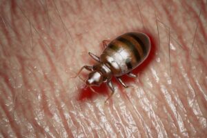 Bed Bug Infestation Aftermath: How To Kill Eggs Left Behind