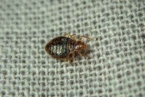 The Global Bed Bug Resurgence And Tips On Staying Safe