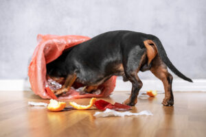 A Quick Guide On Which Smells Attract Common Pests