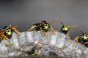 What To Do When Encountering A Wasp Nest At Your Corridor