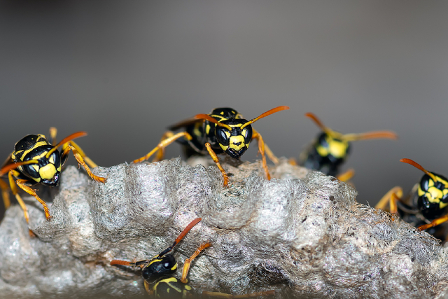 What To Do When Encountering A Wasp Nest At Your Corridor What To Do When Encountering A Wasp Nest At Your Corridor