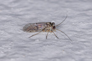 A Harmless Nuisance: How To Deal With Booklice Infestations