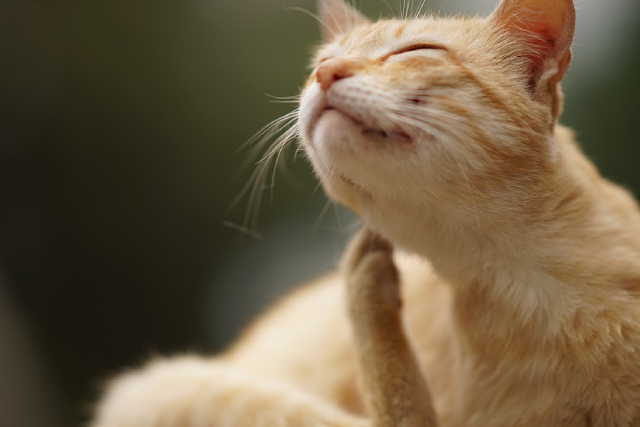 Flea-Free Home: The Importance Of Having A Professional