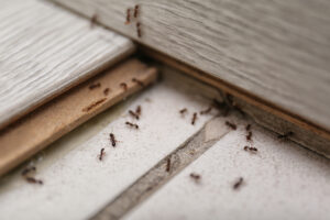 Impact Of Climate Change On Pest Populations: What To Expect