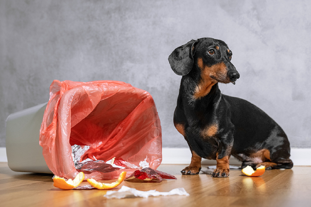 The Importance Of Proper Waste Management In Pest Control