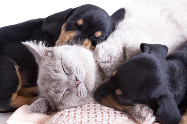 4 Best Practices To Keep Your Pets Safe During Pest Control