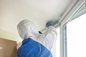 How To Prevent And Treat Mould-Related Pest Problems