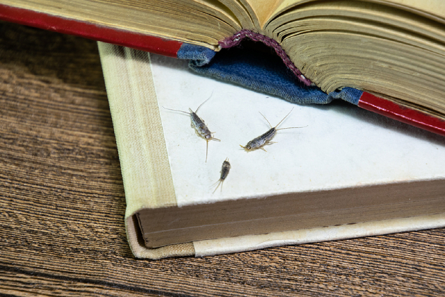 Ways To Identify And Control Silverfish Infestations