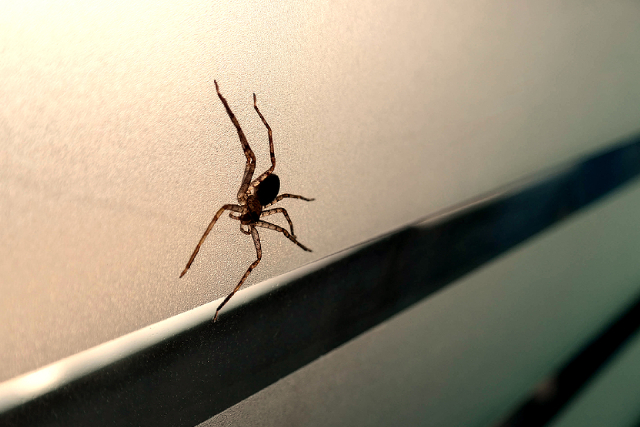 House Spiders: What To Do When You See More Of Them Around