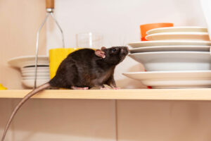 How Often Do You Need Pest Control To Keep A Pest-Free Home?