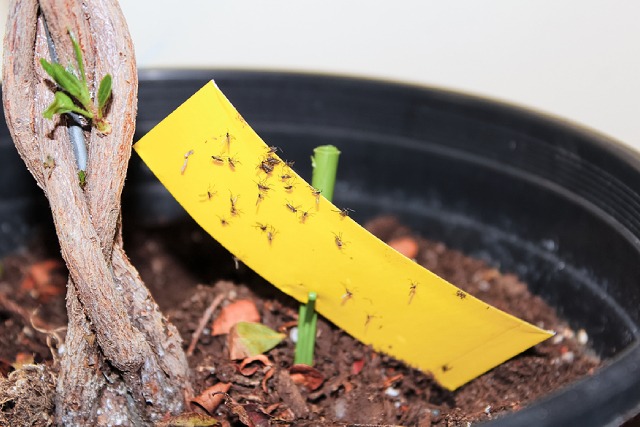 Houseplant Pests And How To Keep Them Off Your Indoor Garden