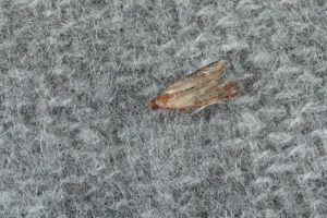 The Common Fabric Pests To Look Out For In Fashion Retail