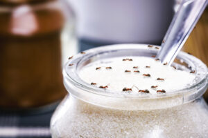 Pantry Pests: 5 Common Culprits You Should Watch For