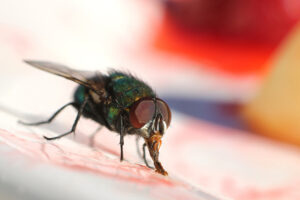 A Quick Guide on Driving Flies Away From Your F&B Business