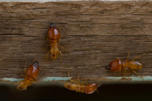 Earth Hour: Do Termites Prefer The Dark Or The Light?