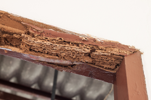 Is It Termites Or Water? Know What’s Eating Your Home