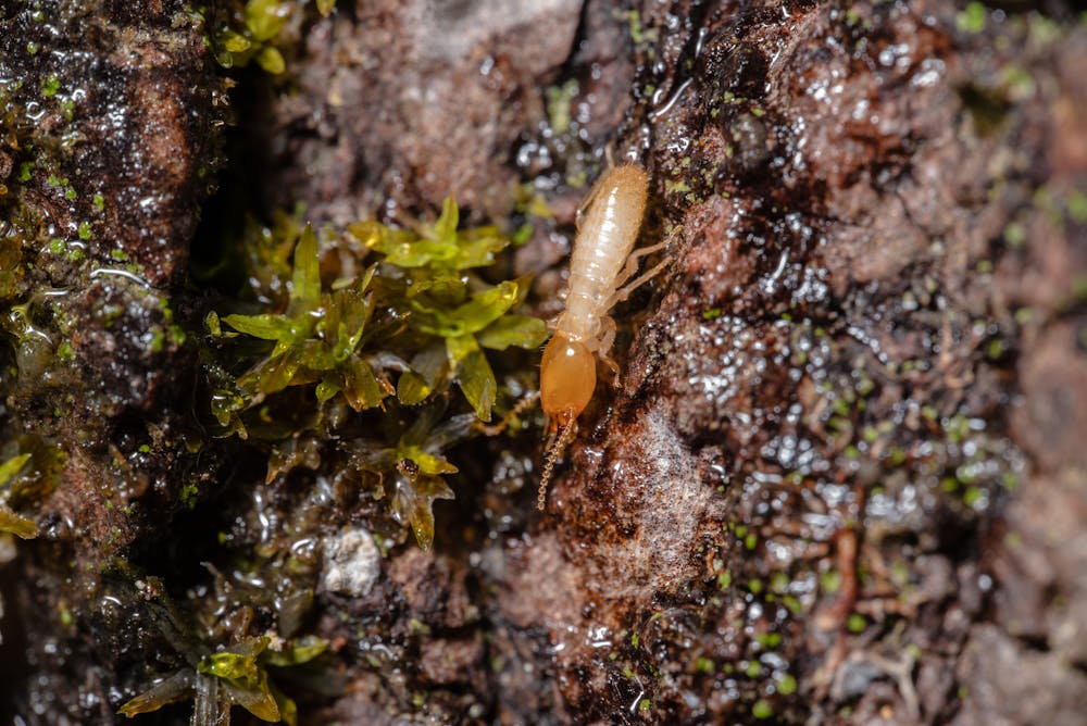 flying-termites-everything-you-need-to-know