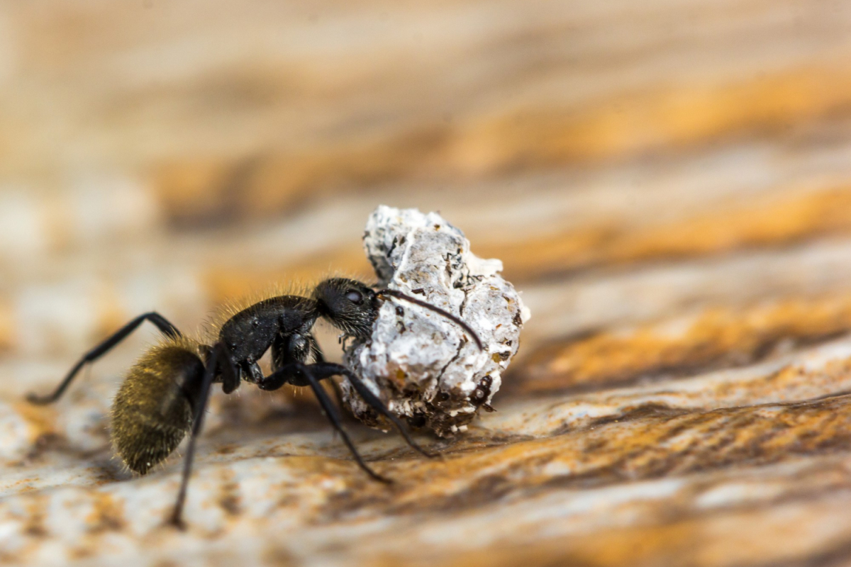 ants-in-the-house-how-to-get-rid-of-them-and-when-to-call-pest-control