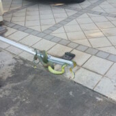 Tree snake 1