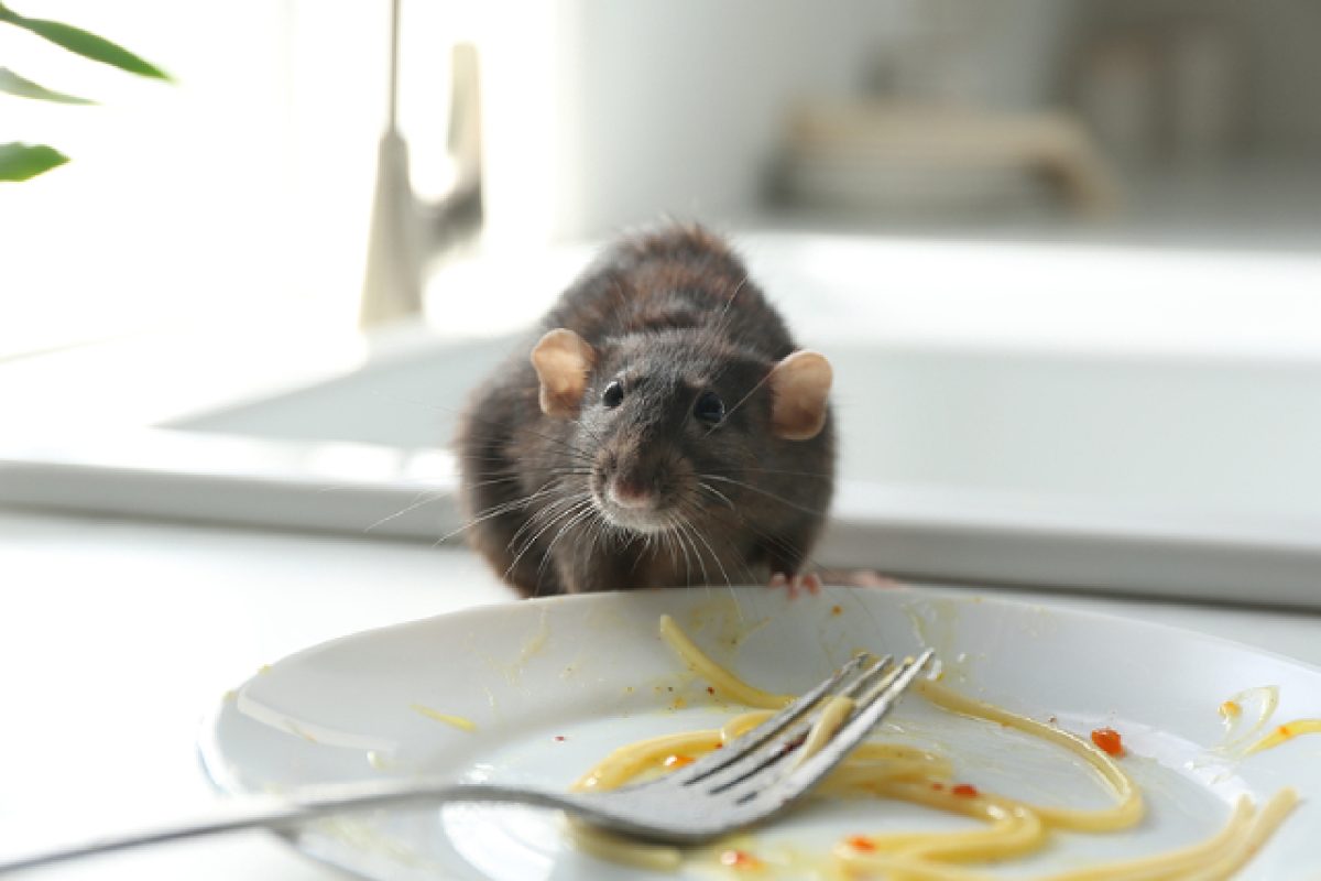 11 Everyday Habits That Secretly Invite Pests Into Your Home