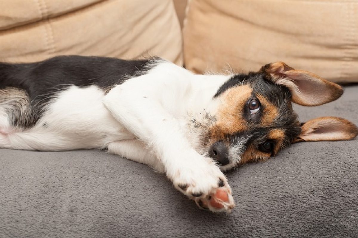 3 Common Household Pests That Can Endanger Your Pets