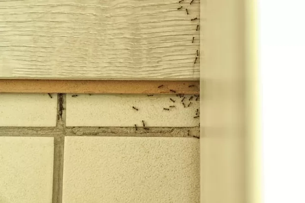 4-causes-that-could-lead-to-an-ant-infestation-in-your-home