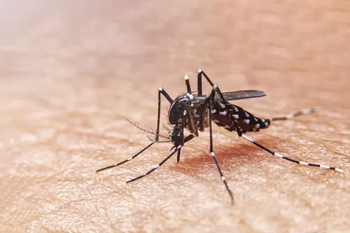 4-effective-tips-to-keep-pesky-mosquitoes-out-of-your-home