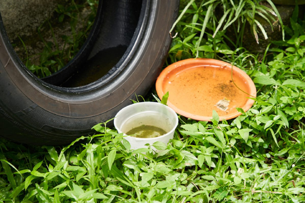 4 Hotspots At Home To Check For Stagnant Water & Mosquitoes