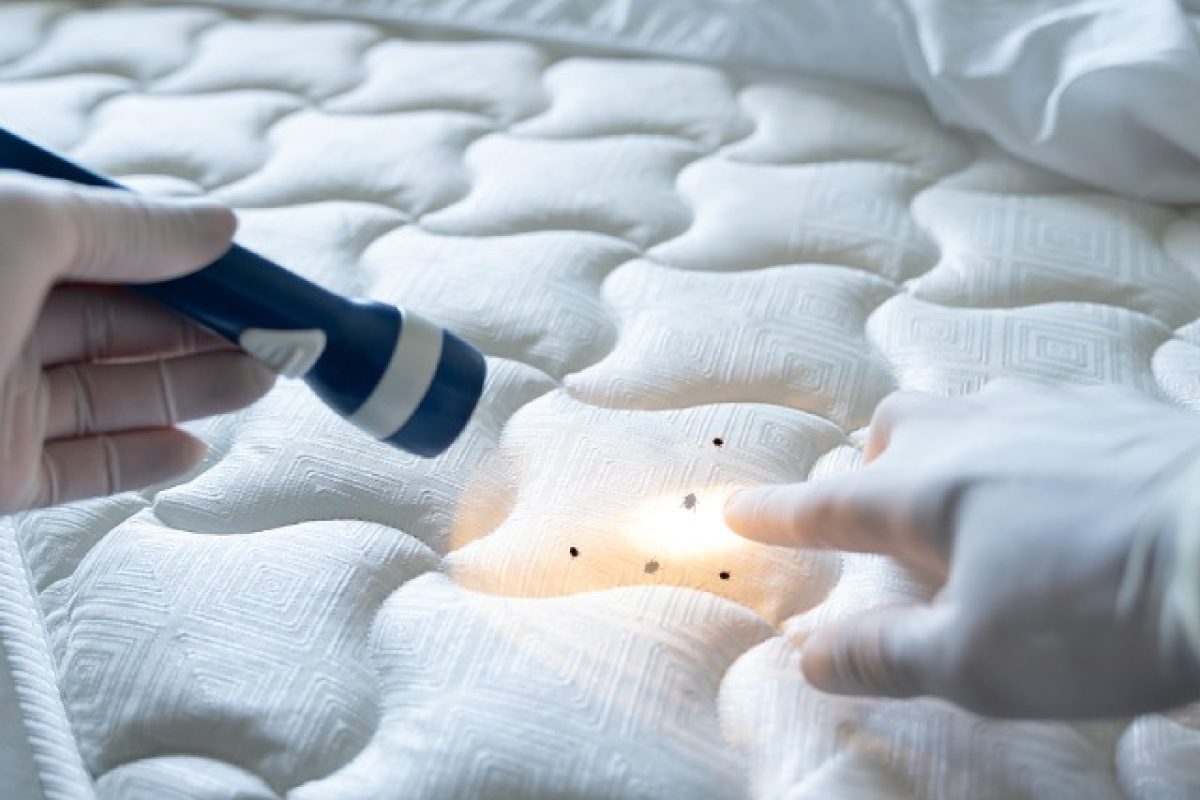 4 Pests Excluding Bed Bugs That Could Live In Your Mattress
