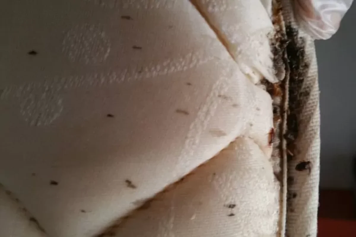 5-common-myths-about-bed-bugs-and-the-truths-behind-them