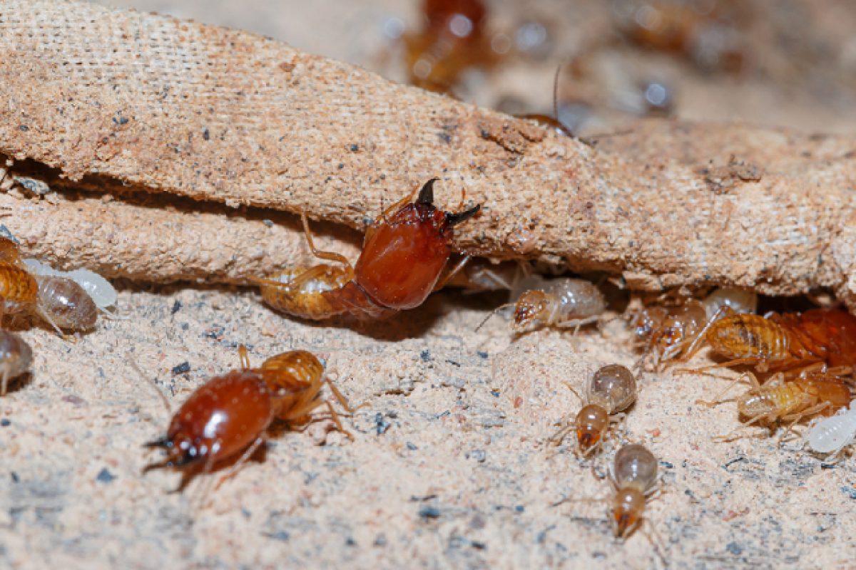 5 Common Things At Home That Termites Can Destroy Easily