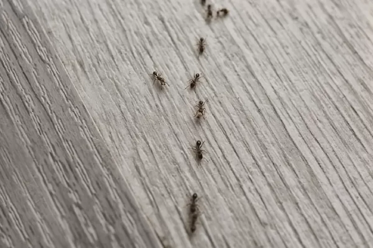 5-effective-ways-to-keep-pesky-ants-from-invading-your-home