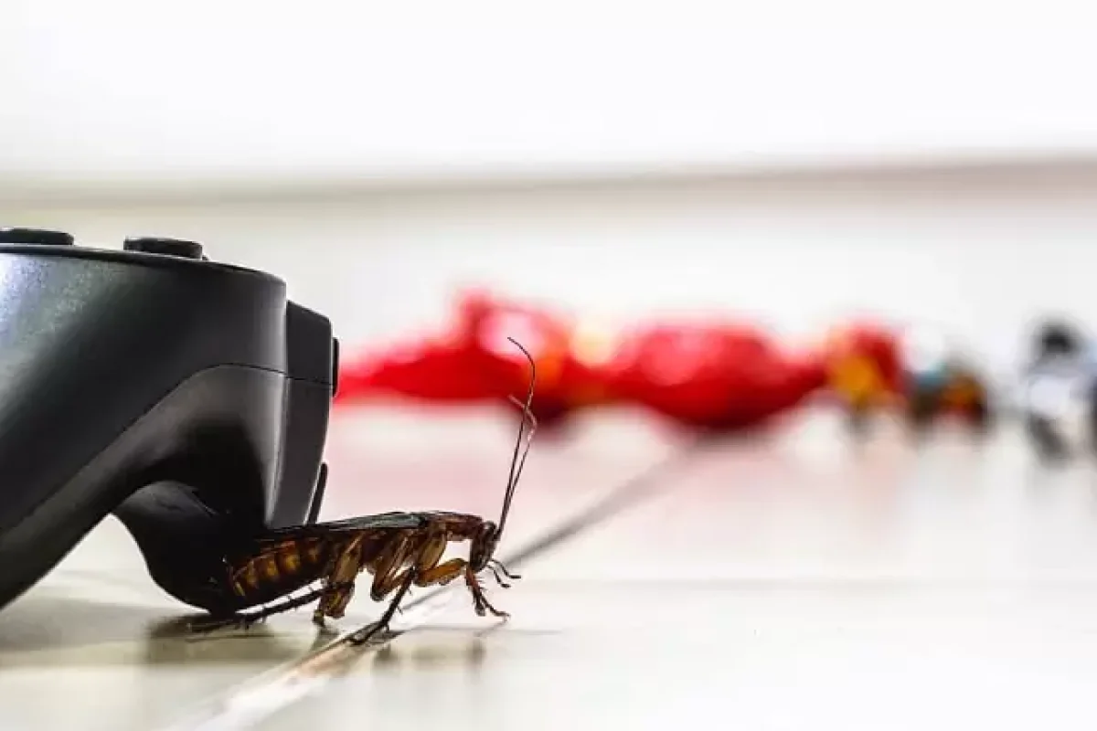 5-golden-rules-for-preventing-pests-from-bugging-you