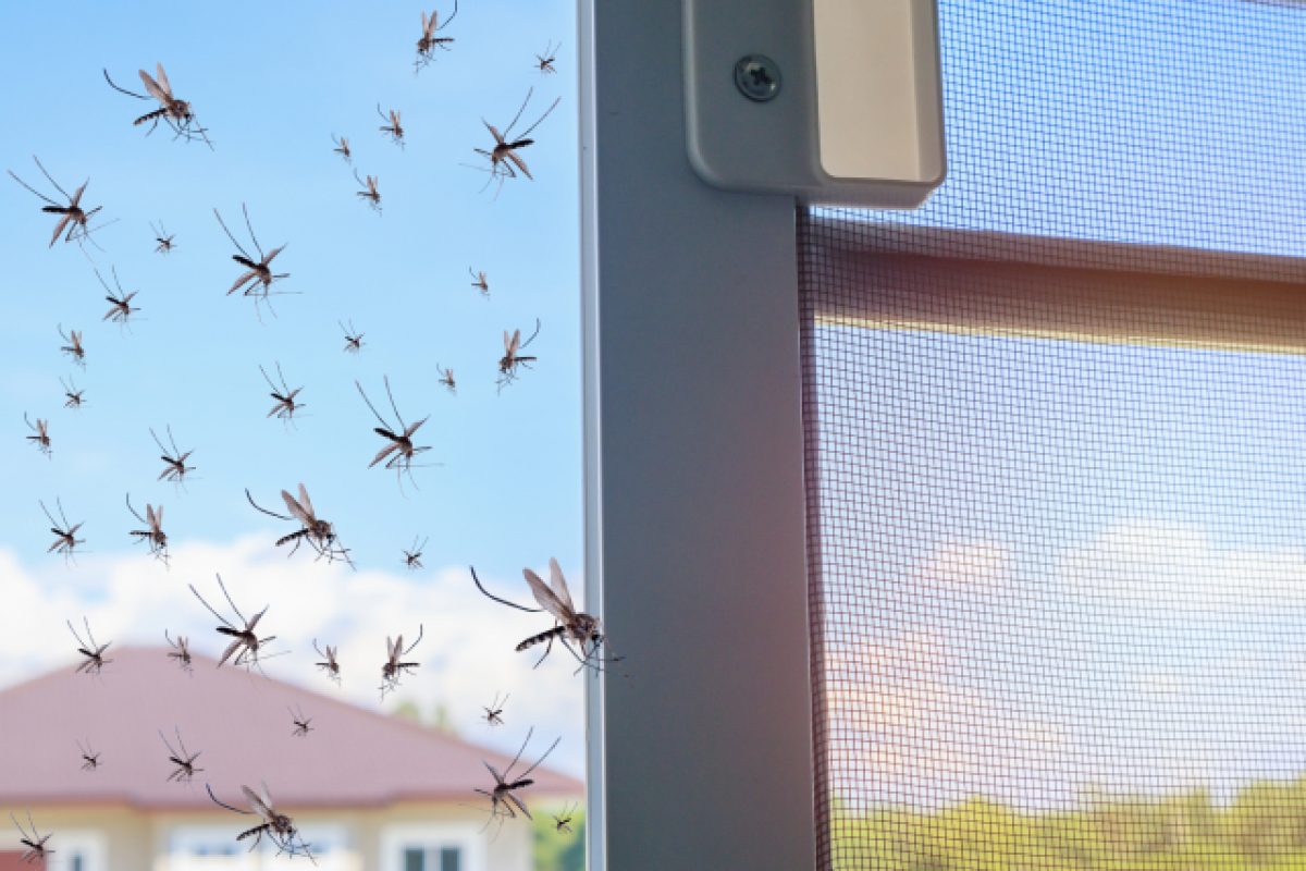5 Spots Around Your Home Where Mosquitoes Commonly Breed