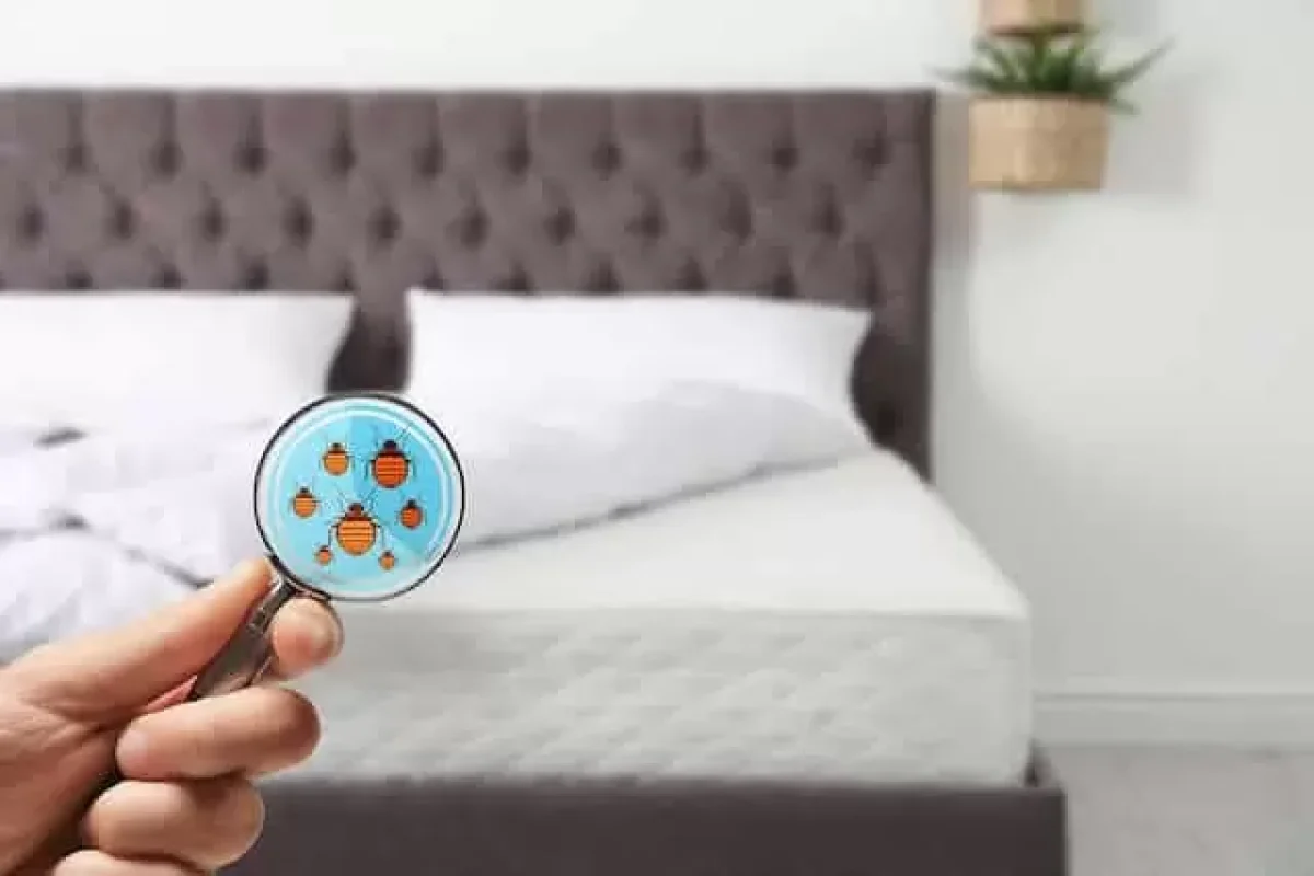 7-essential-factors-to-consider-when-dealing-with-bed-bugs