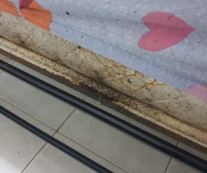 Bed-Bugs-Mattress-2 Bed Bugs Mattress Infestation