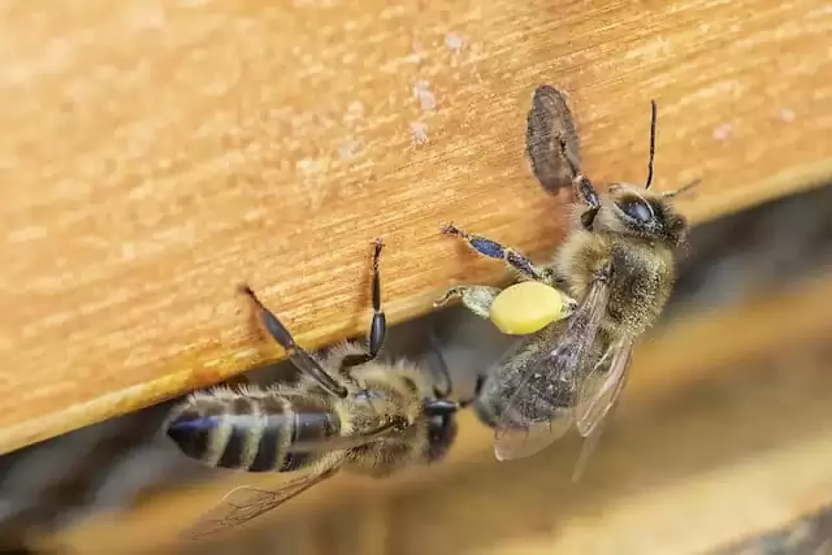 a-complete-guide-to-bee-infestations-and-how-to-manage-them
