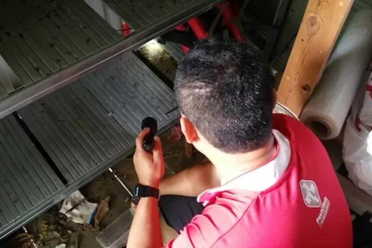 a-practical-guide-to-avoiding-pest-infestation-in-homes