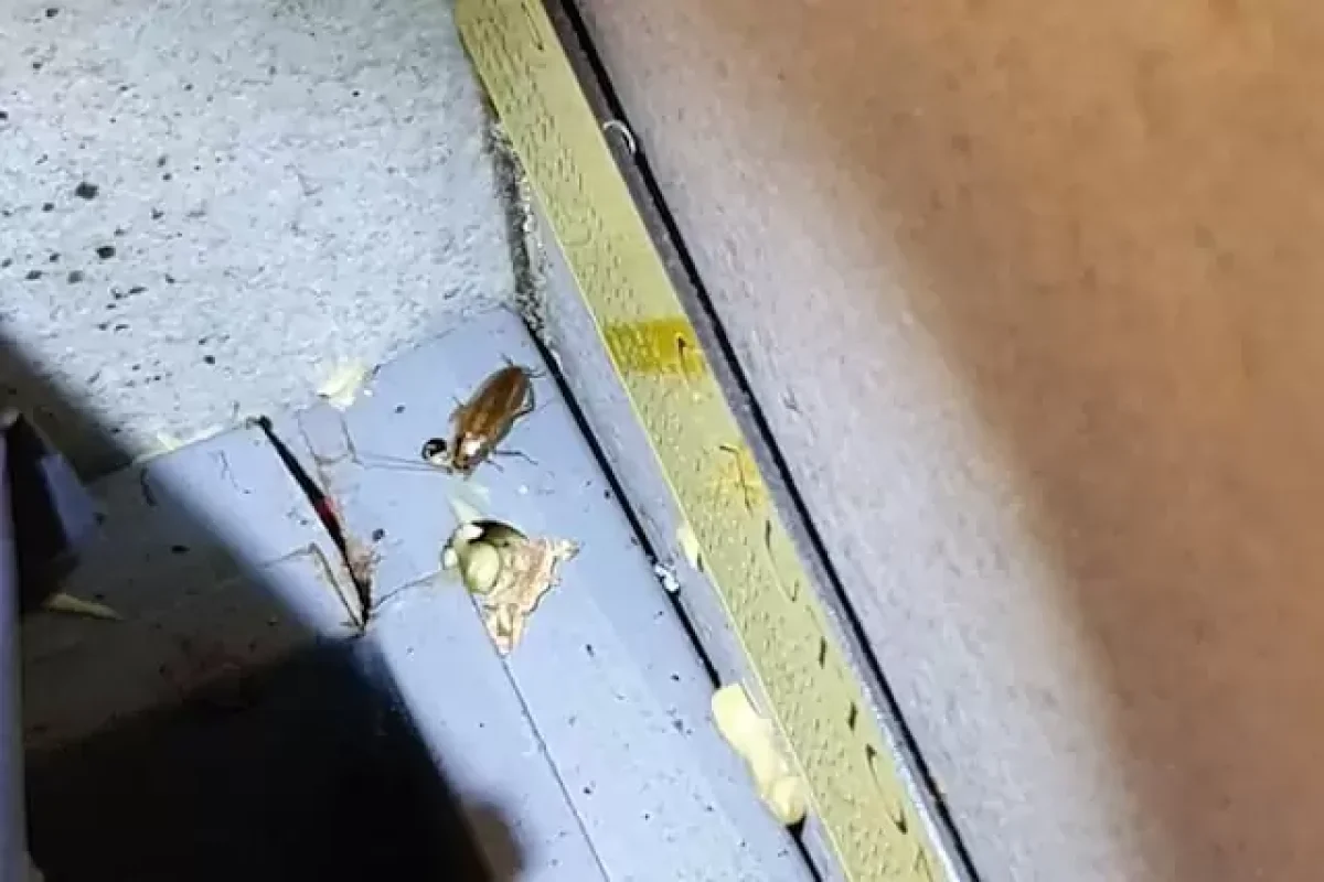answering-the-5-most-common-questions-about-cockroaches