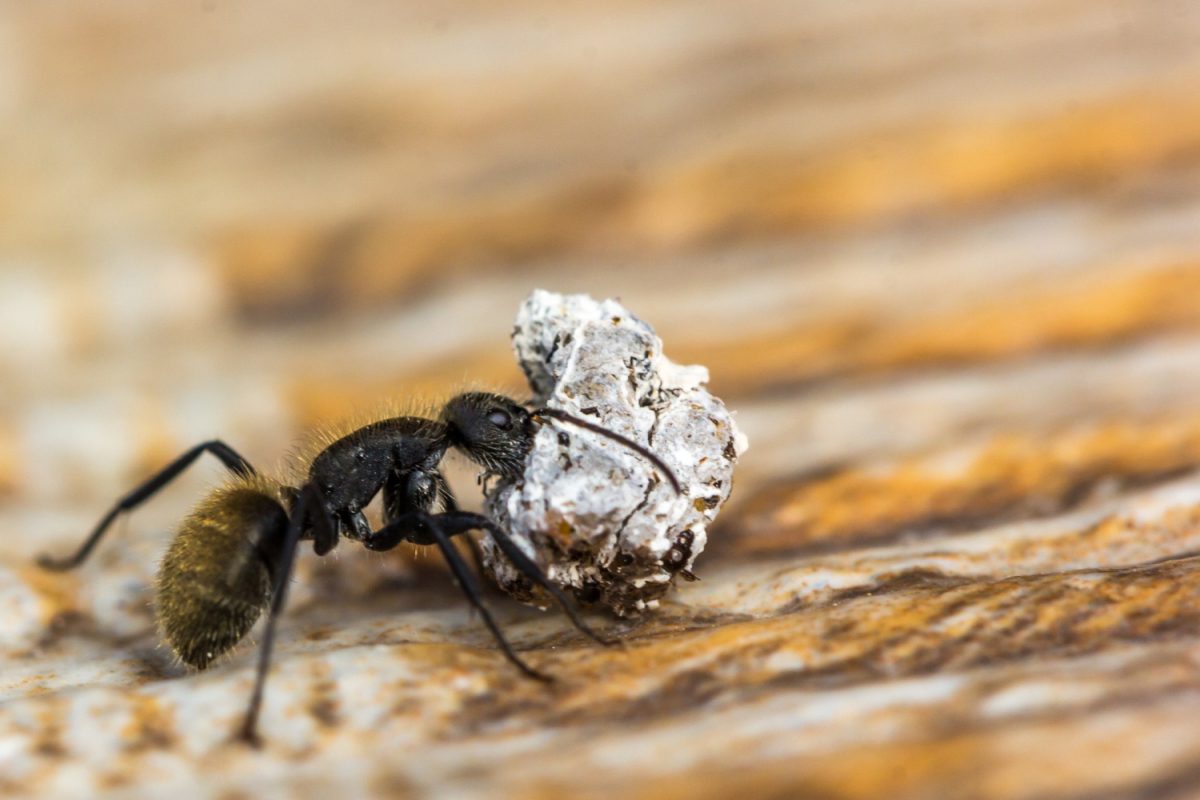 ants-in-the-house-how-to-get-rid-of-them-and-when-to-call-pest-control