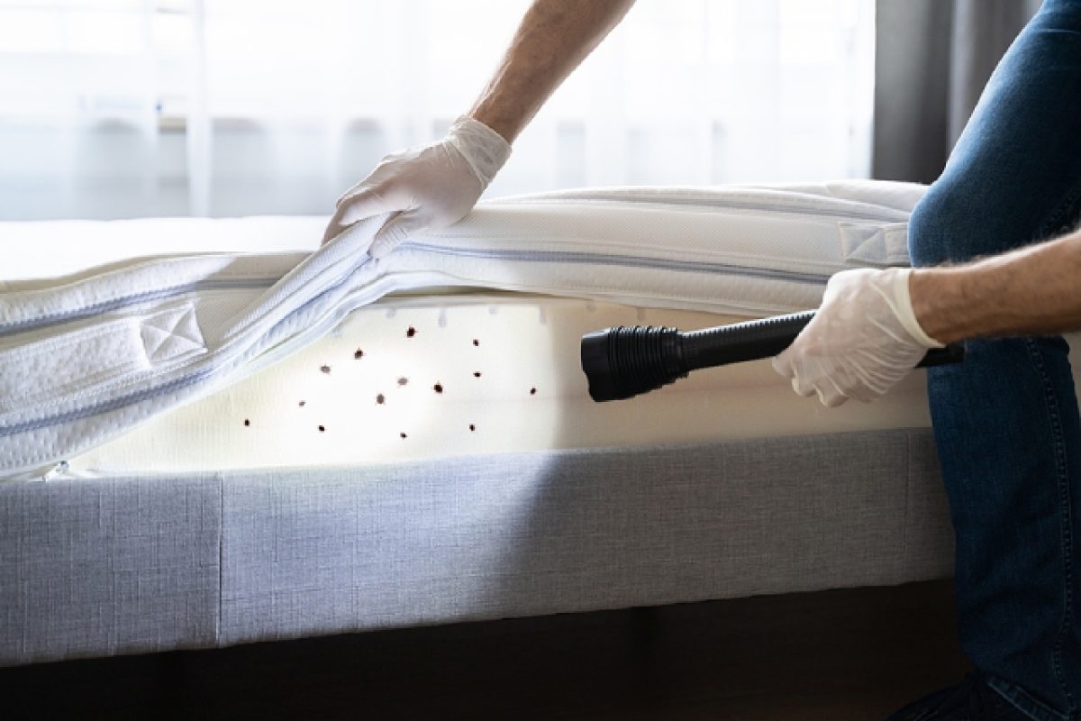 Bed Bug Infestations: Learn Just How Quickly They Spread