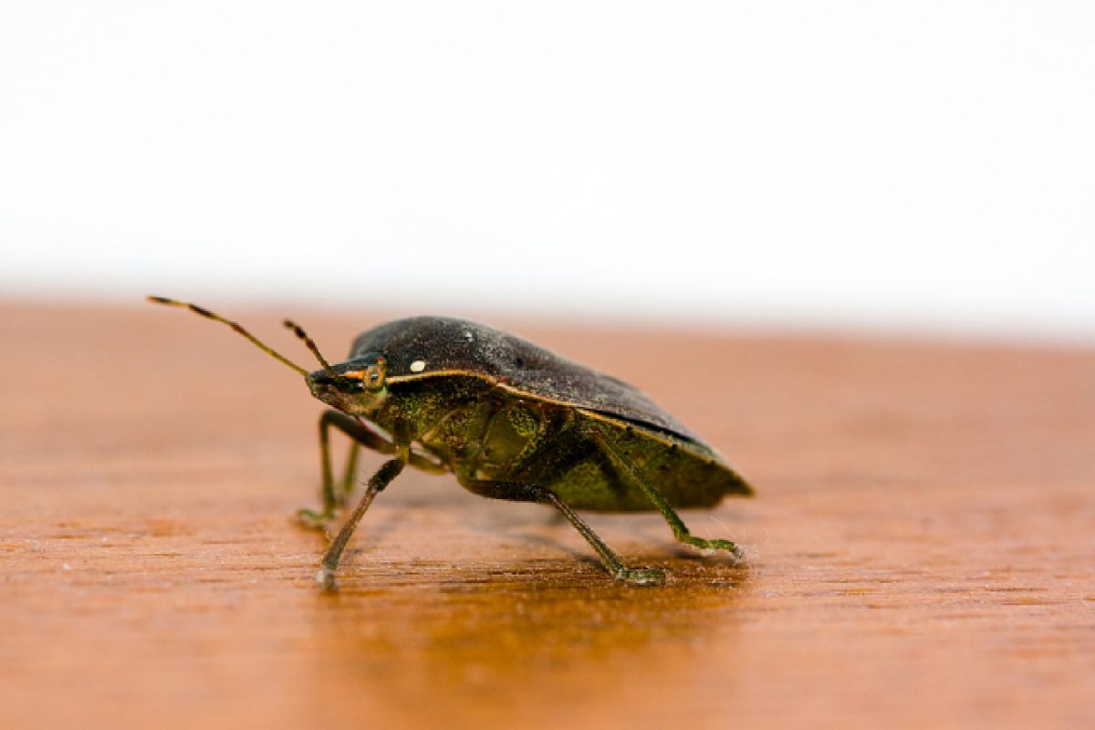 Bed Bugs Bite: 5 Unusual Hiding Places In Your House