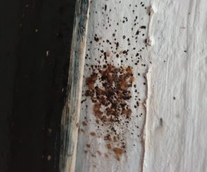 bed-bugs-exoskeletons Exoskeletons of Bed Bugs